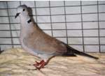 snoiw white front crested ringneck doves for sale