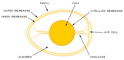 Anatomy of an Egg
